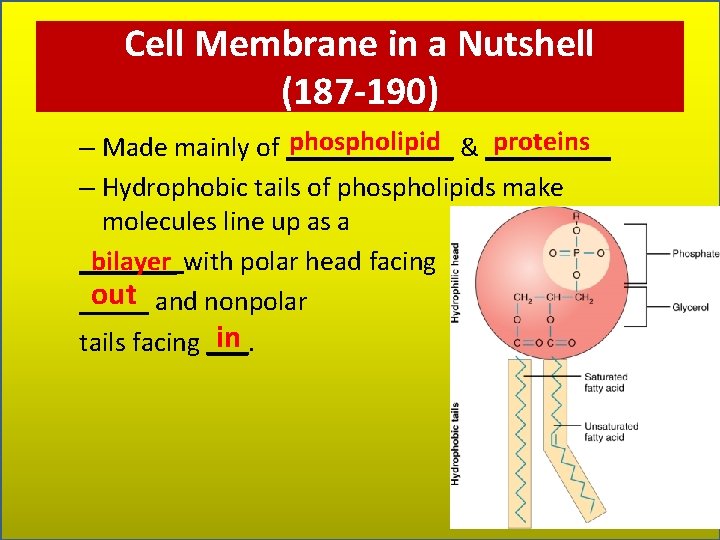 Cell Membrane in a Nutshell (187 -190) phospholipid & _____ proteins – Made mainly