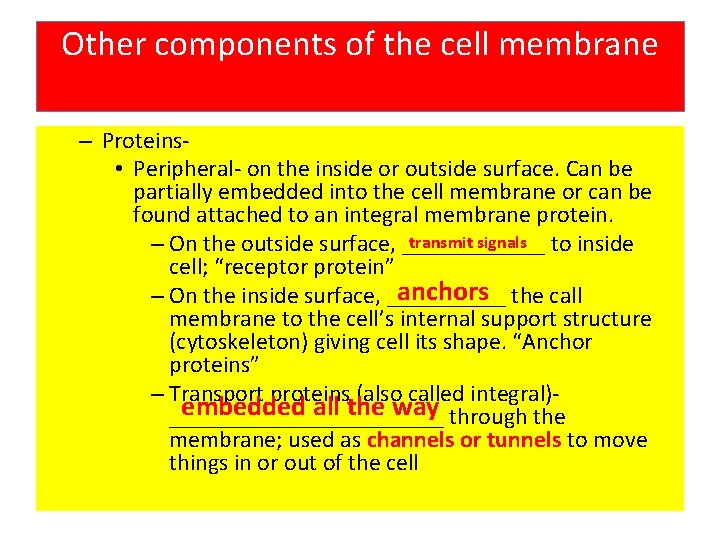 Other components of the cell membrane – Proteins • Peripheral- on the inside or