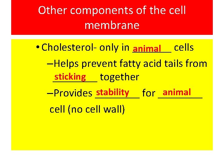 Other components of the cell membrane • Cholesterol- only in _______ animal cells –Helps