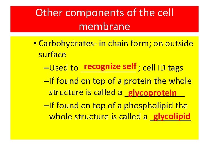 Other components of the cell membrane • Carbohydrates- in chain form; on outside surface