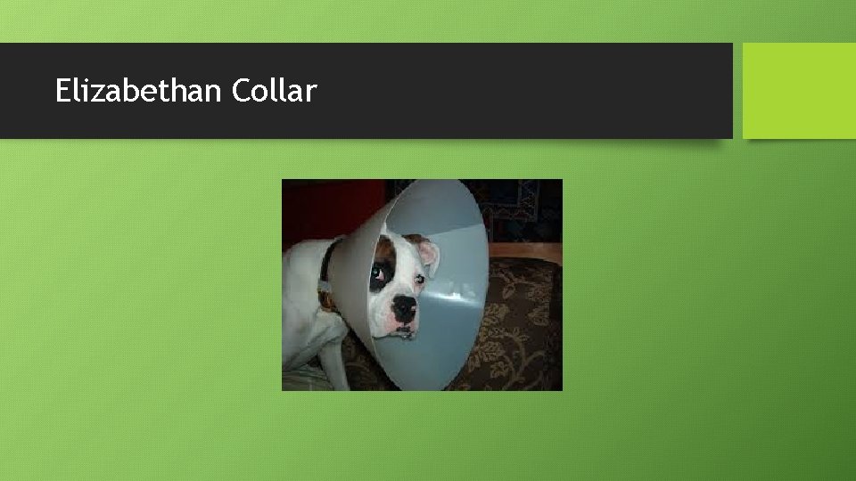 Elizabethan Collar 