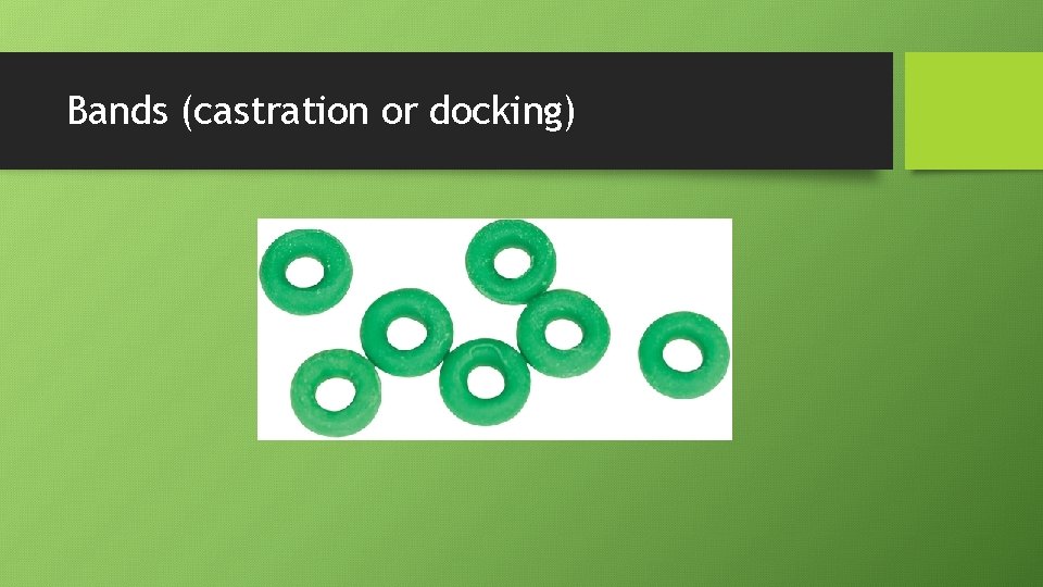 Bands (castration or docking) 
