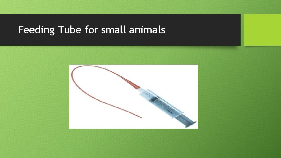 Feeding Tube for small animals 