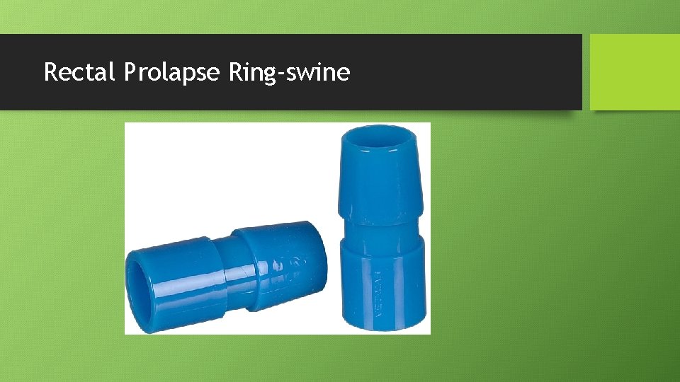 Rectal Prolapse Ring-swine 