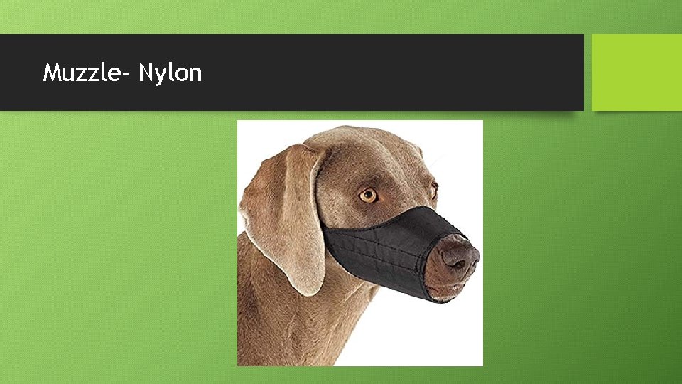 Muzzle- Nylon 