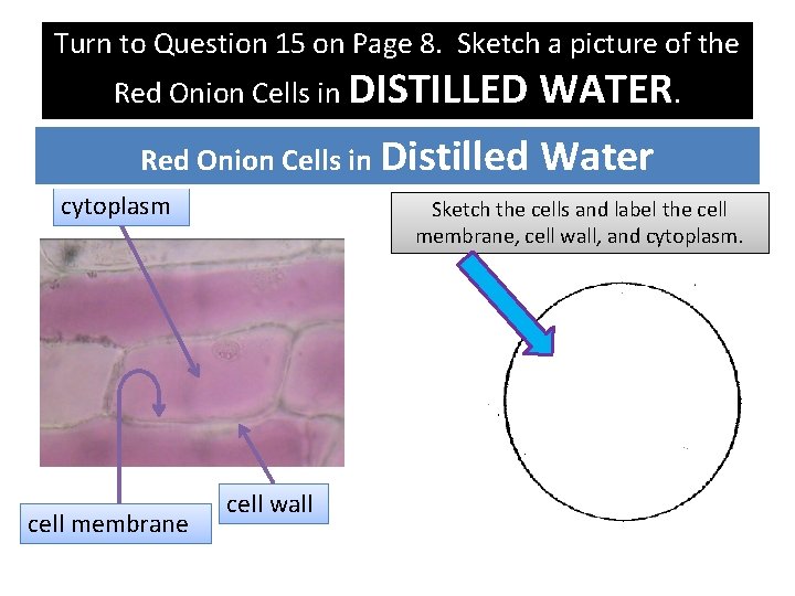Turn to Question 15 on Page 8. Sketch a picture of the Diffusion Through