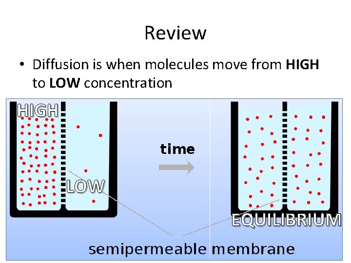 Review • Diffusion is when molecules move from HIGH to LOW concentration HIGH LOW