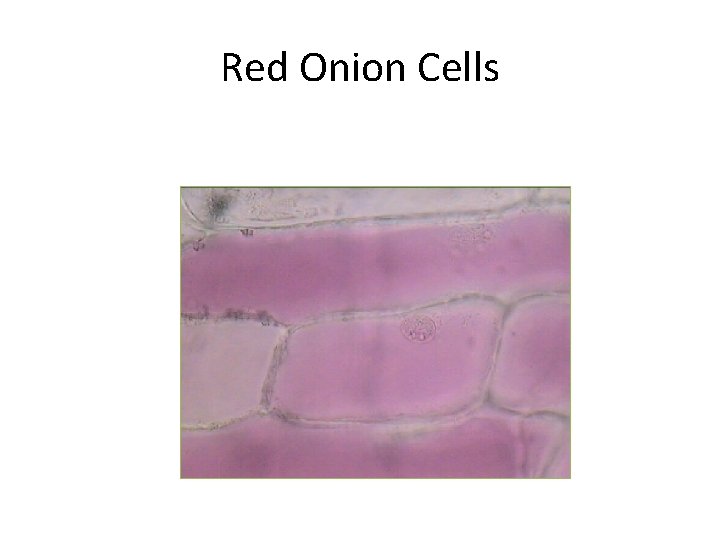 Red Onion Cells 