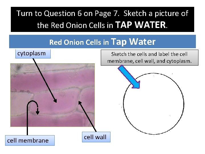 Turn to Question 6 on Page 7. Sketch a picture of the Red Onion