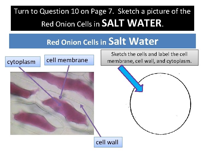 Turn to Question 10 on Page 7. Sketch a picture of the Diffusion a