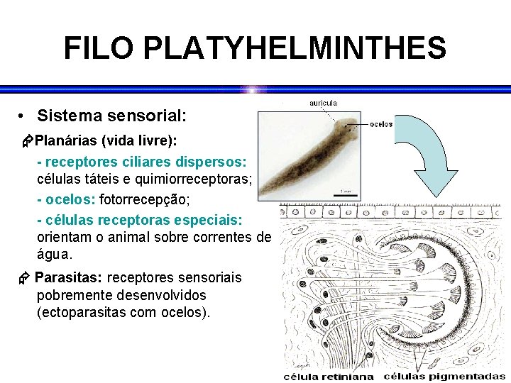FILO PLATYHELMINTHES • Sistema sensorial: Planárias (vida livre): - receptores ciliares dispersos: células táteis