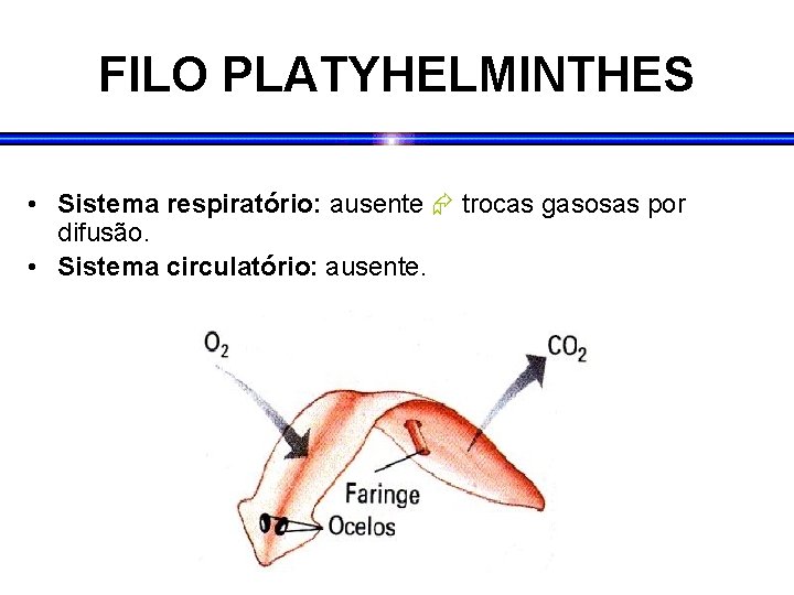 FILO PLATYHELMINTHES • Sistema respiratório: ausente trocas gasosas por difusão. • Sistema circulatório: ausente.