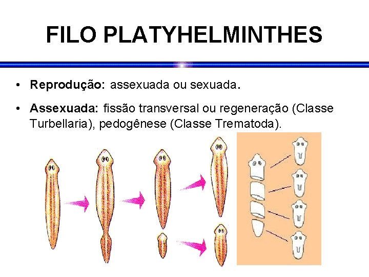 FILO PLATYHELMINTHES • Reprodução: assexuada ou sexuada. • Assexuada: fissão transversal ou regeneração (Classe