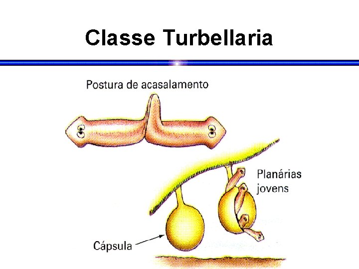 Classe Turbellaria 