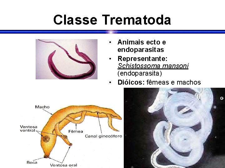 Classe Trematoda • Animais ecto e endoparasitas • Representante: Schistossoma mansoni (endoparasita) • Dióicos: