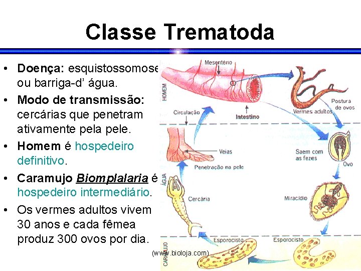 Classe Trematoda • Doença: esquistossomose ou barriga-d’ água. • Modo de transmissão: cercárias que