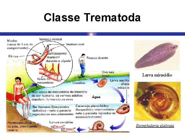 Classe Trematoda Larva miracídio Biomphalaria glabrata 