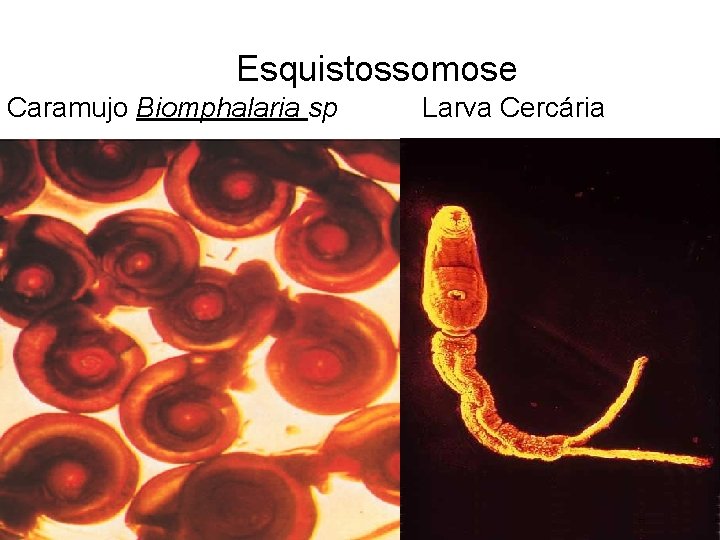 Esquistossomose Caramujo Biomphalaria sp Larva Cercária 