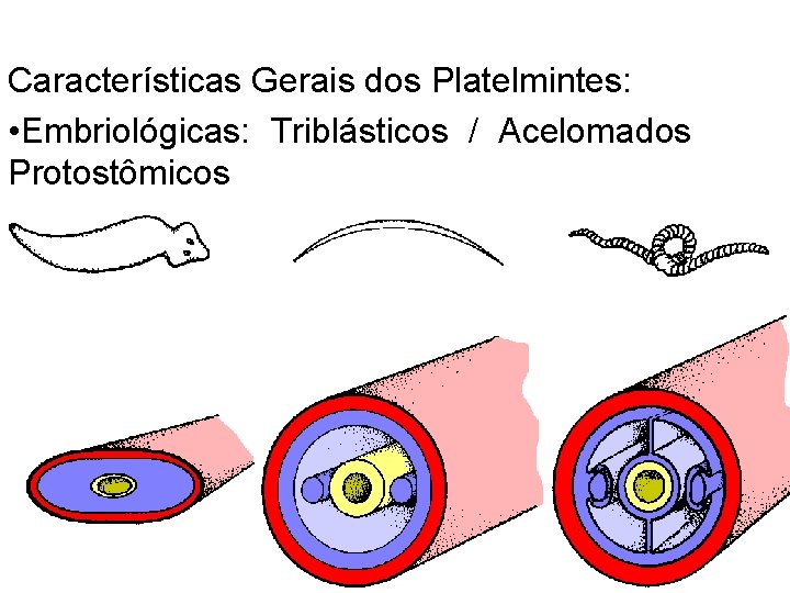 Características Gerais dos Platelmintes: • Embriológicas: Triblásticos / Acelomados Protostômicos 