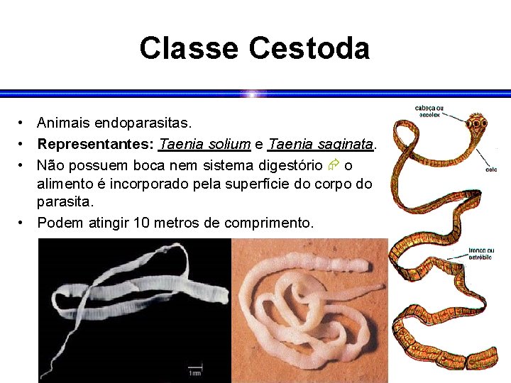 Classe Cestoda • Animais endoparasitas. • Representantes: Taenia solium e Taenia saginata. • Não