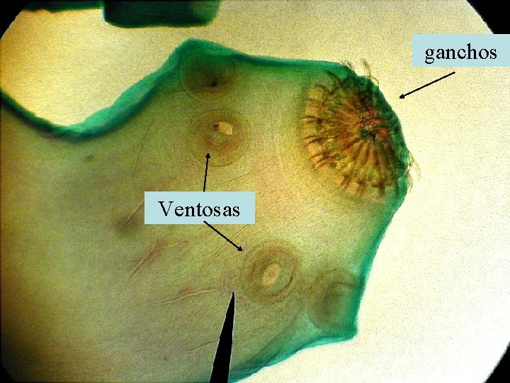 ganchos Ventosas 