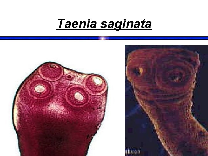 Taenia saginata 