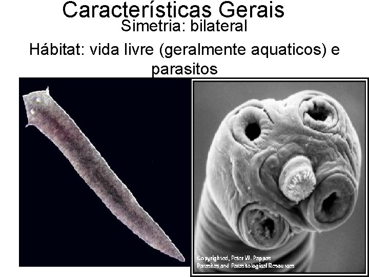 Características Gerais Simetria: bilateral Hábitat: vida livre (geralmente aquaticos) e parasitos 