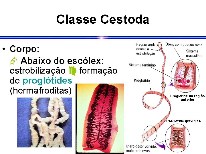 Classe Cestoda • Corpo: Abaixo do escólex: estrobilização formação de proglótides (hermafroditas) 