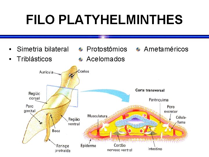 FILO PLATYHELMINTHES • Simetria bilateral • Triblásticos Protostômios Acelomados Ametaméricos 