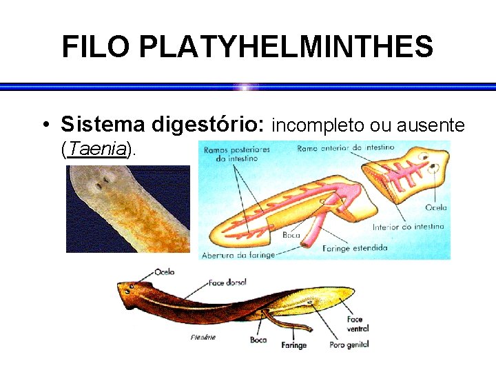 FILO PLATYHELMINTHES • Sistema digestório: incompleto ou ausente (Taenia). 