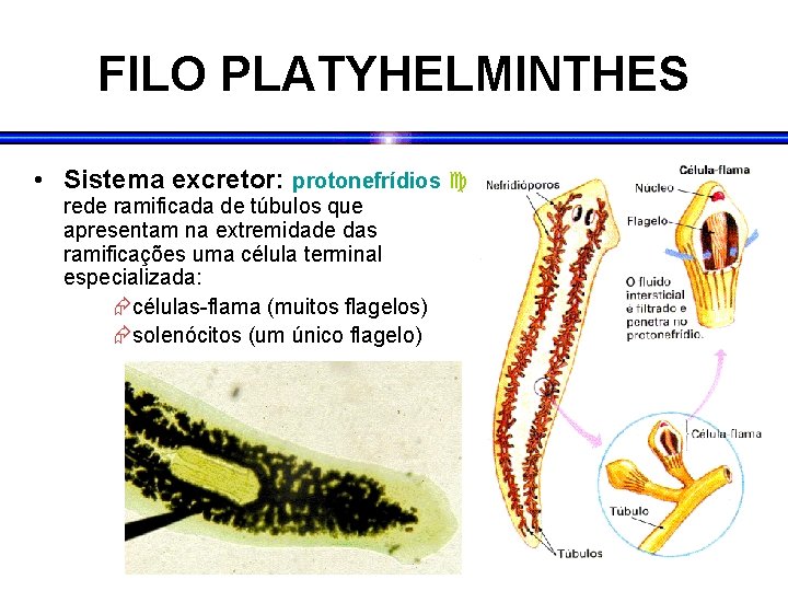 FILO PLATYHELMINTHES • Sistema excretor: protonefrídios rede ramificada de túbulos que apresentam na extremidade