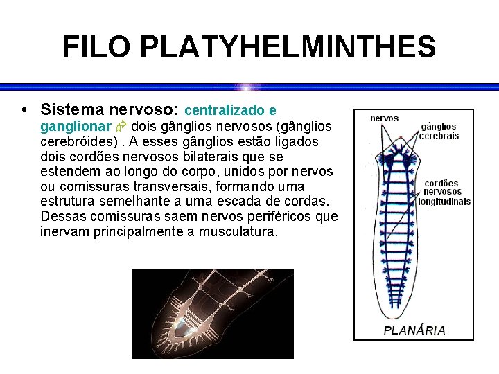 FILO PLATYHELMINTHES • Sistema nervoso: centralizado e ganglionar dois gânglios nervosos (gânglios cerebróides). A