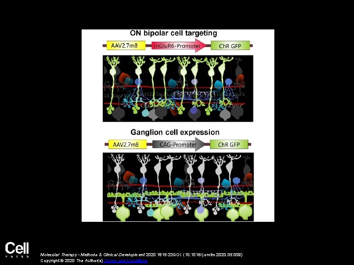 Molecular Therapy - Methods & Clinical Development 2020 1815 -23 DOI: (10. 1016/j. omtm.