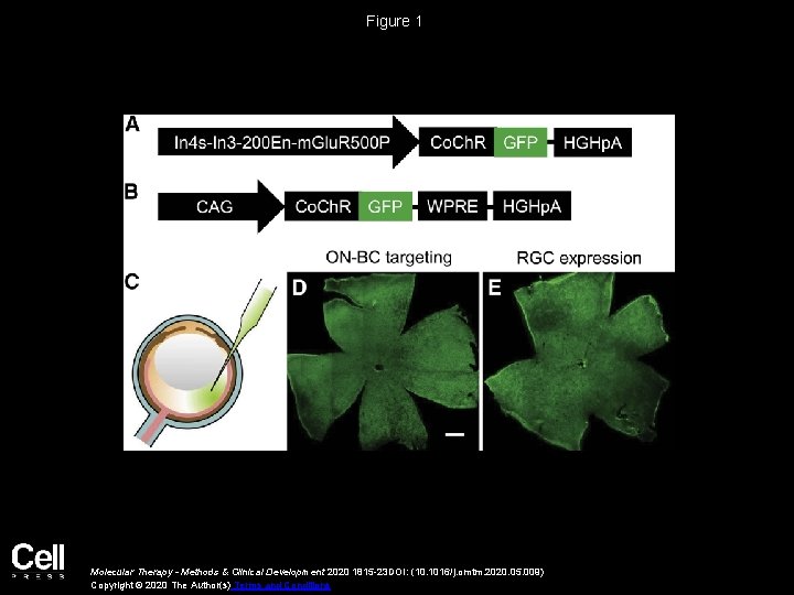 Figure 1 Molecular Therapy - Methods & Clinical Development 2020 1815 -23 DOI: (10.