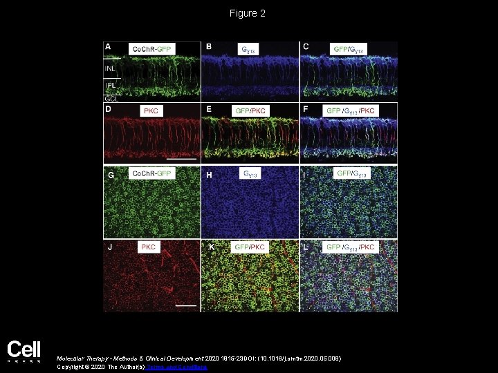 Figure 2 Molecular Therapy - Methods & Clinical Development 2020 1815 -23 DOI: (10.