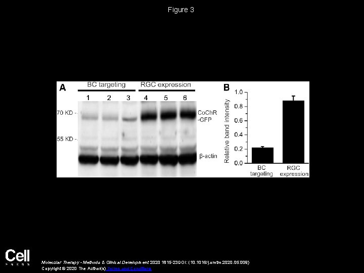 Figure 3 Molecular Therapy - Methods & Clinical Development 2020 1815 -23 DOI: (10.