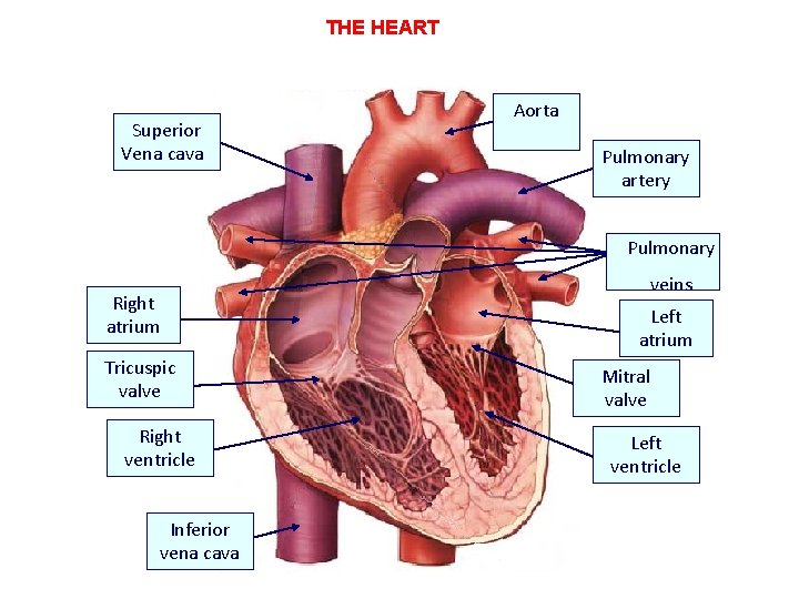 THE HEART Superior Vena cava Aorta Pulmonary artery Pulmonary Right atrium Tricuspic valve Right