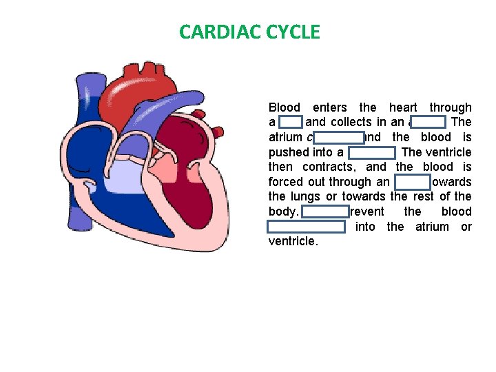 CARDIAC CYCLE Blood enters the heart through a vein and collects in an atrium.