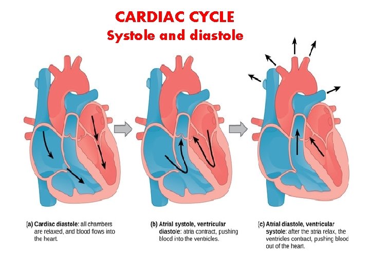 CARDIAC CYCLE Systole and diastole 