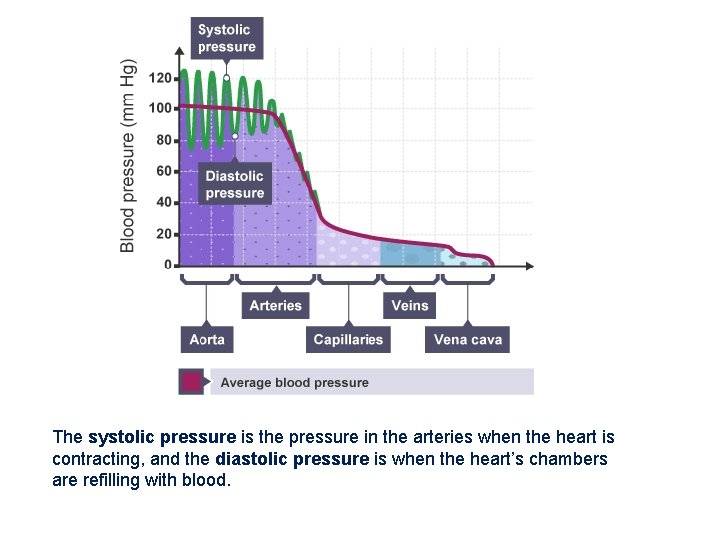 The systolic pressure is the pressure in the arteries when the heart is contracting,