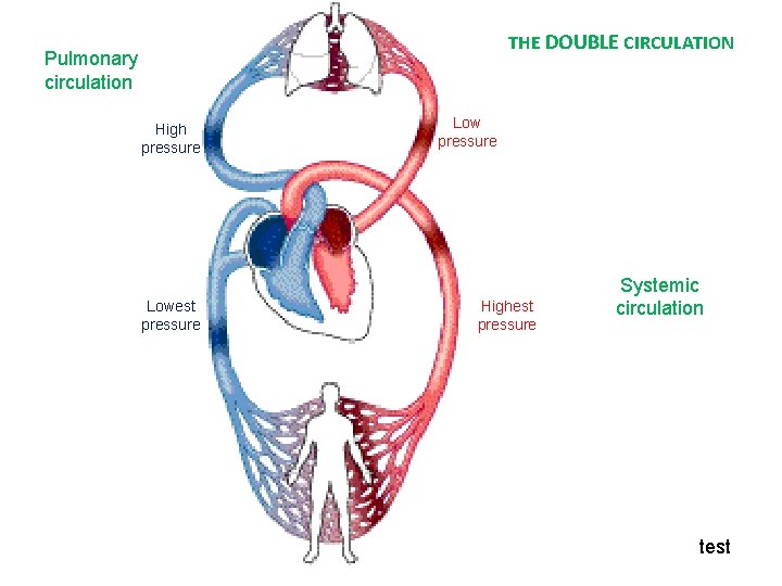 THE DOUBLE CIRCULATION Pulmonary circulation High pressure Lowest pressure Low pressure Highest pressure Systemic