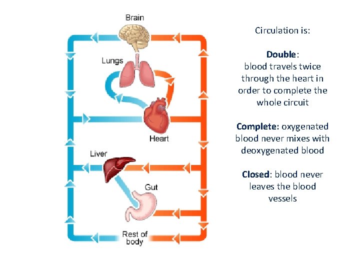 Circulation is: Double: blood travels twice through the heart in order to complete the