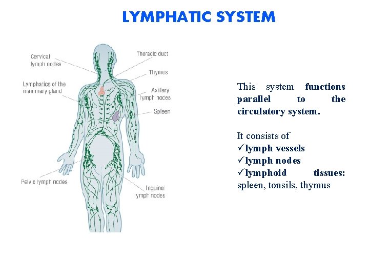 LYMPHATIC SYSTEM This system functions parallel to the circulatory system. It consists of ülymph