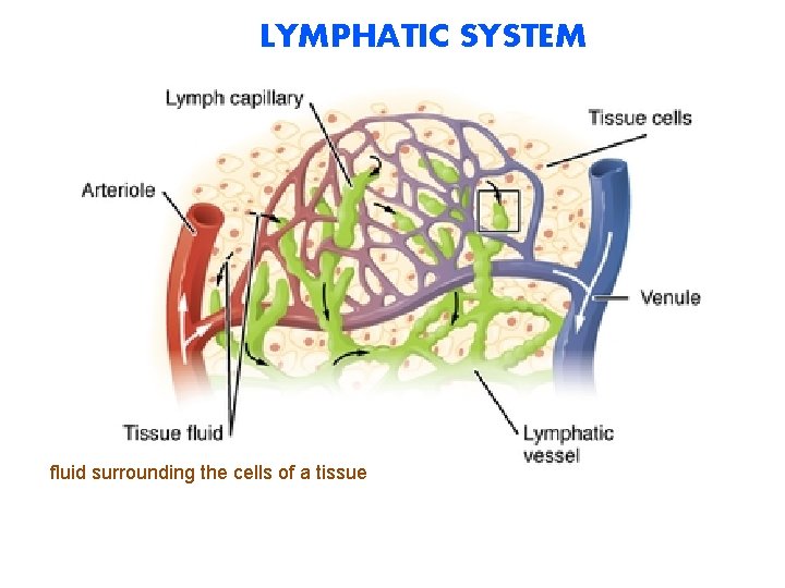 LYMPHATIC SYSTEM fluid surrounding the cells of a tissue 