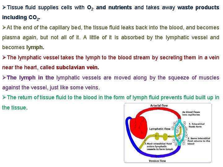 ØTissue fluid supplies cells with O 2 and nutrients and takes away waste products