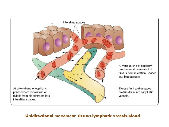Unidirectional movement: tissues-lymphatic vessels-blood 
