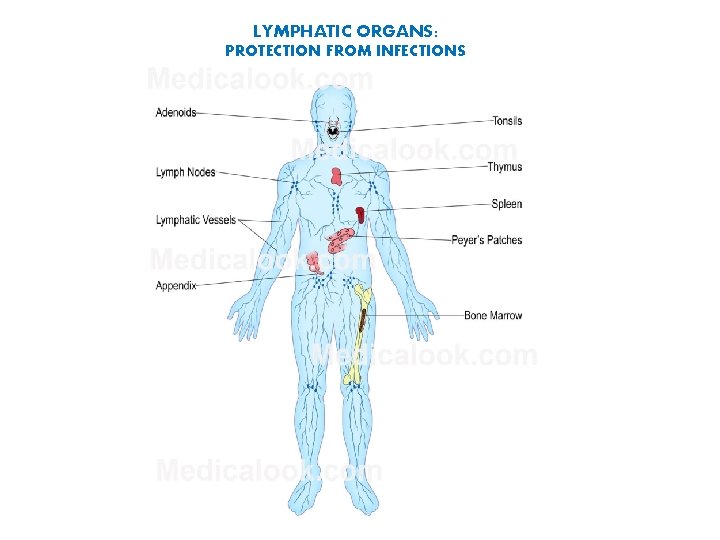 LYMPHATIC ORGANS: PROTECTION FROM INFECTIONS 