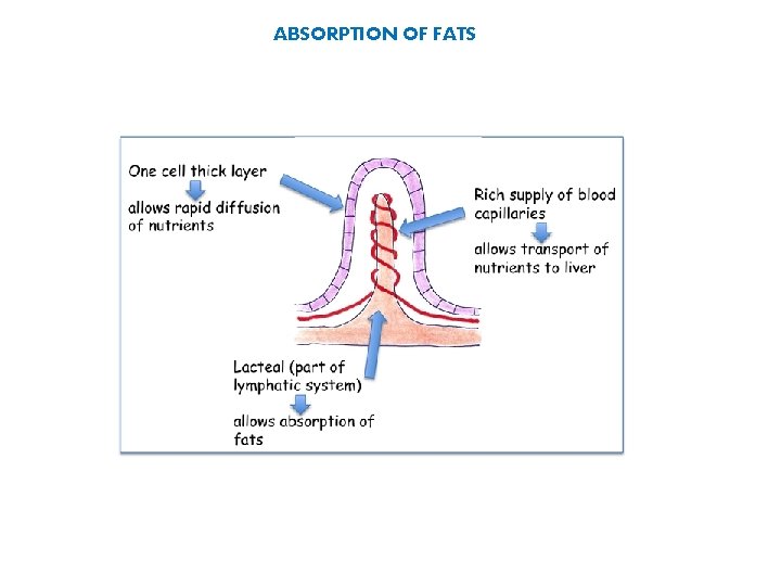 ABSORPTION OF FATS 