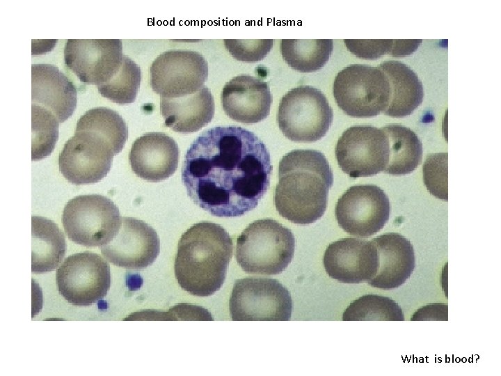Blood composition and Plasma What is blood? 