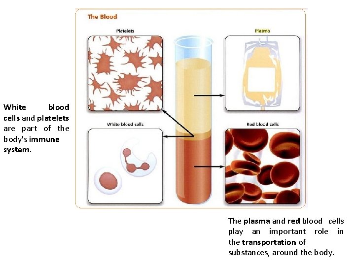 White blood cells and platelets are part of the body's immune system. The plasma
